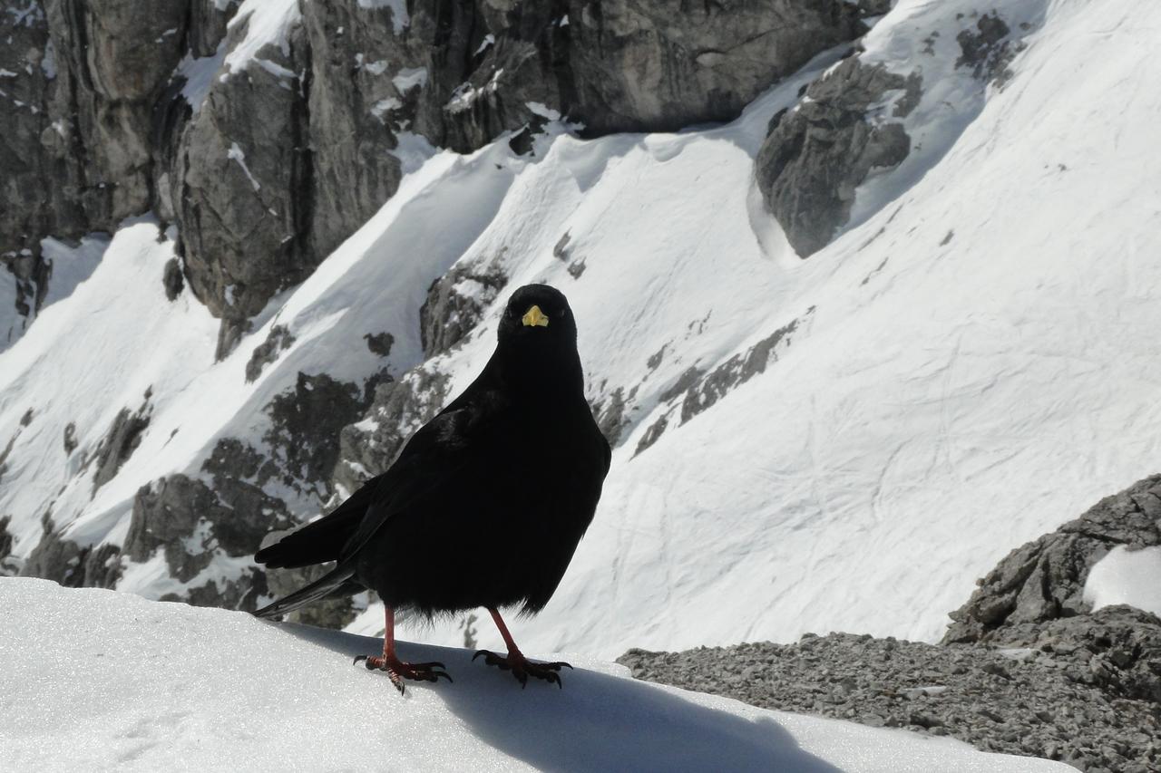 Lodge Am Krippenstein Obertraun Luaran gambar